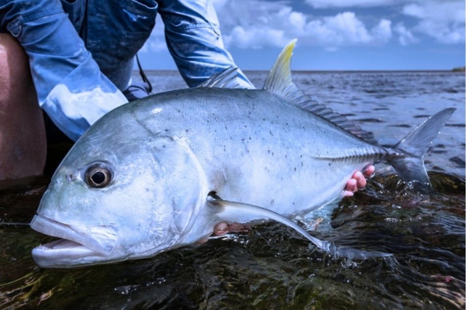 How to Book your Game Fishing Trip